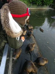 Max feeding Coypus at the Dierenrijk zoo, during the `Toer de Voer` tour