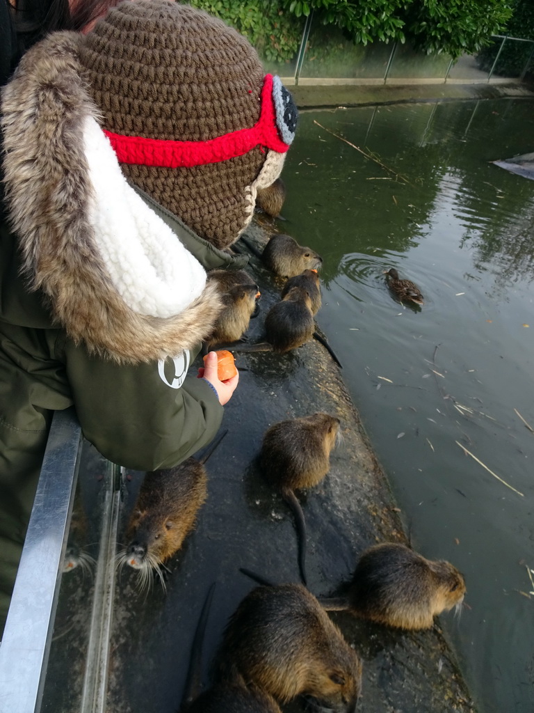 Max feeding Coypus at the Dierenrijk zoo, during the `Toer de Voer` tour