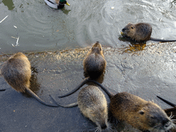 Coypus at the Dierenrijk zoo, during the `Toer de Voer` tour