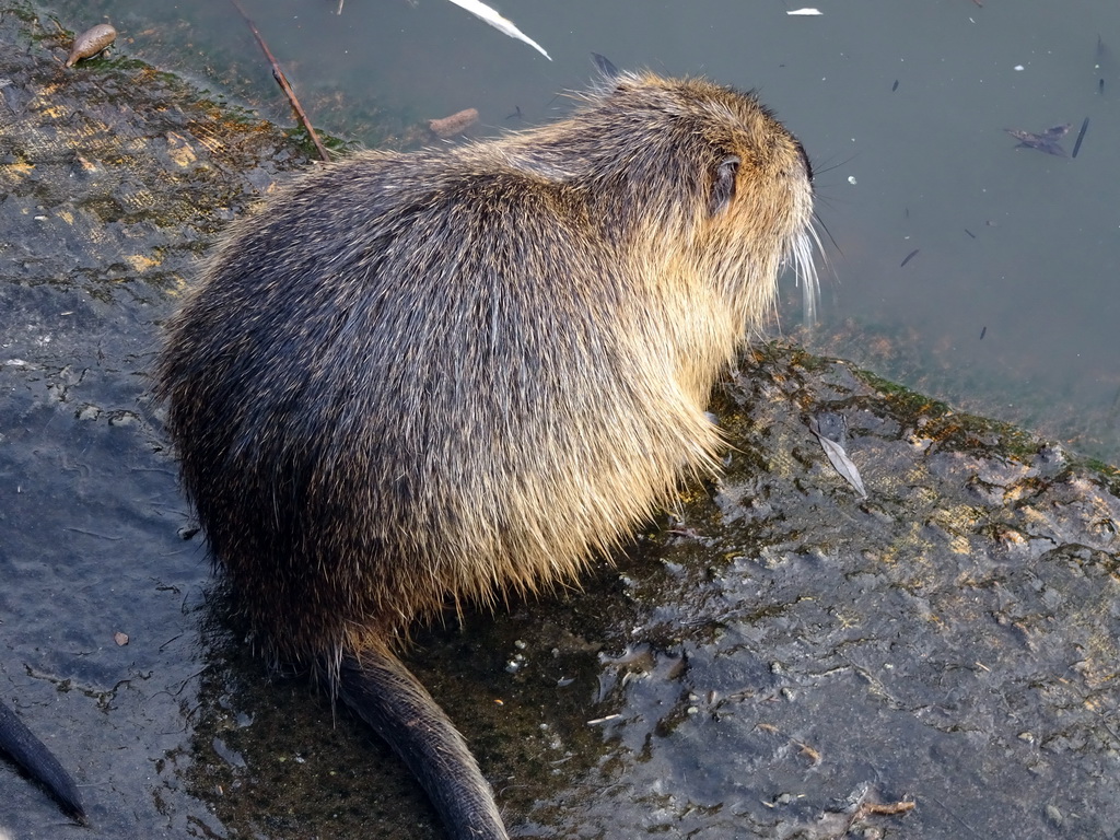 Coypu at the Dierenrijk zoo, during the `Toer de Voer` tour