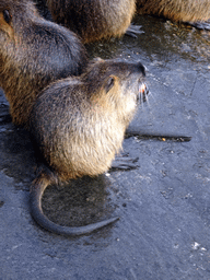 Coypus at the Dierenrijk zoo, during the `Toer de Voer` tour