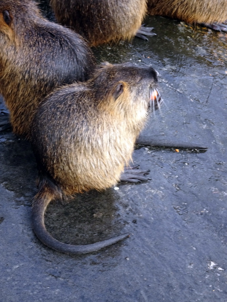 Coypus at the Dierenrijk zoo, during the `Toer de Voer` tour