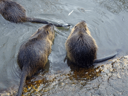 Coypus at the Dierenrijk zoo, during the `Toer de Voer` tour