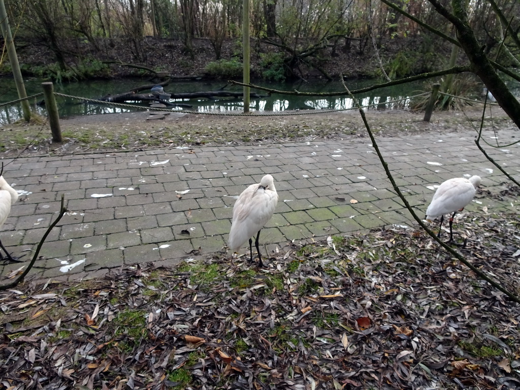 Eurasian Spoonbills at the Dierenrijk zoo