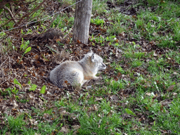 Corsac Fox at the Dierenrijk zoo