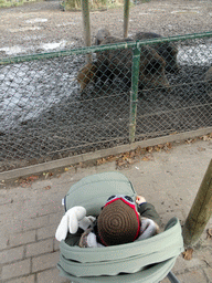 Max with Wild Boars at the Dierenrijk zoo, during the `Toer de Voer` tour