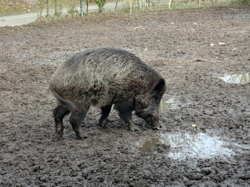 Wild Boar at the Dierenrijk zoo, during the `Toer de Voer` tour