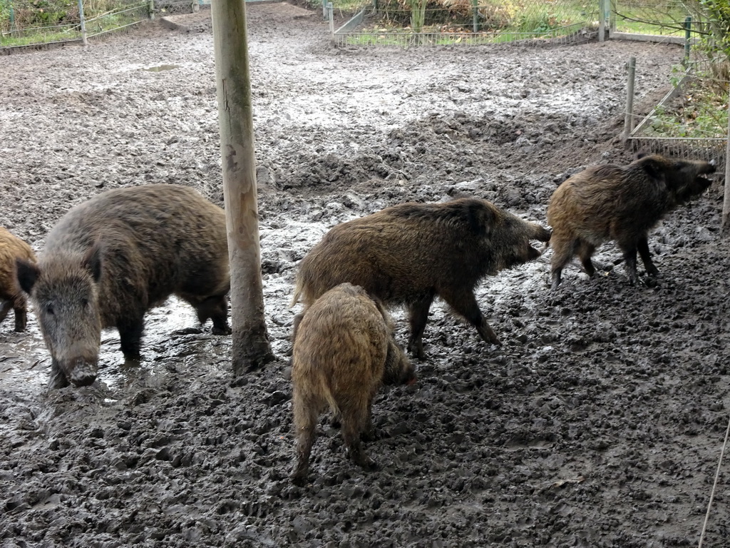 Wild Boars at the Dierenrijk zoo, during the `Toer de Voer` tour