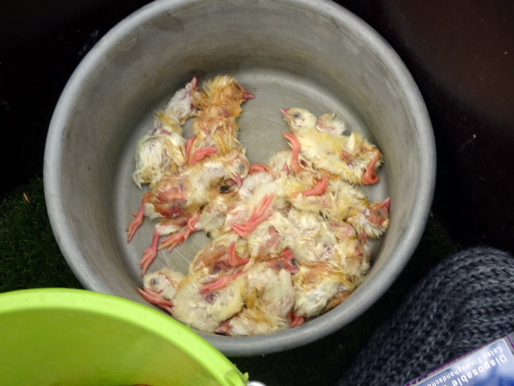 Bucket with chicks at the Dierenrijk zoo, during the `Toer de Voer` tour