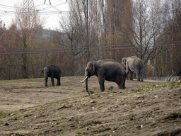 Elephants at the Dierenrijk zoo