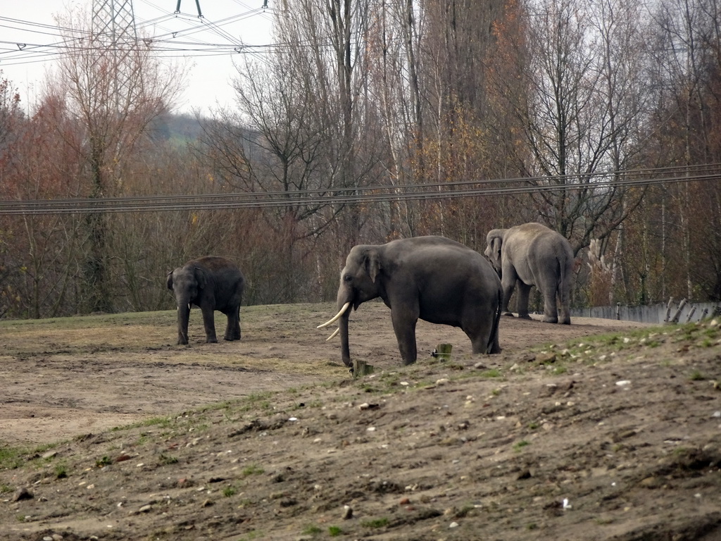 Elephants at the Dierenrijk zoo