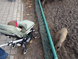 Max with a Wild Boar at the Dierenrijk zoo, during the `Toer de Voer` tour