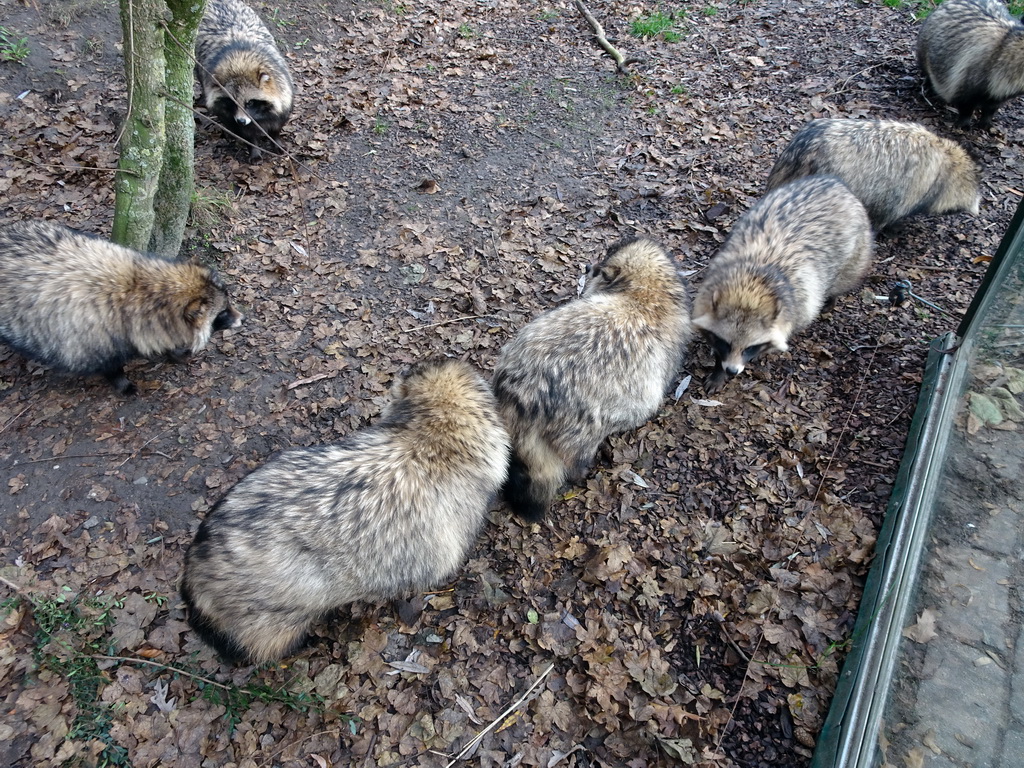 Raccoon Dogs at the Dierenrijk zoo, during the `Toer de Voer` tour