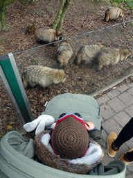 Max with Raccoon Dogs at the Dierenrijk zoo, during the `Toer de Voer` tour