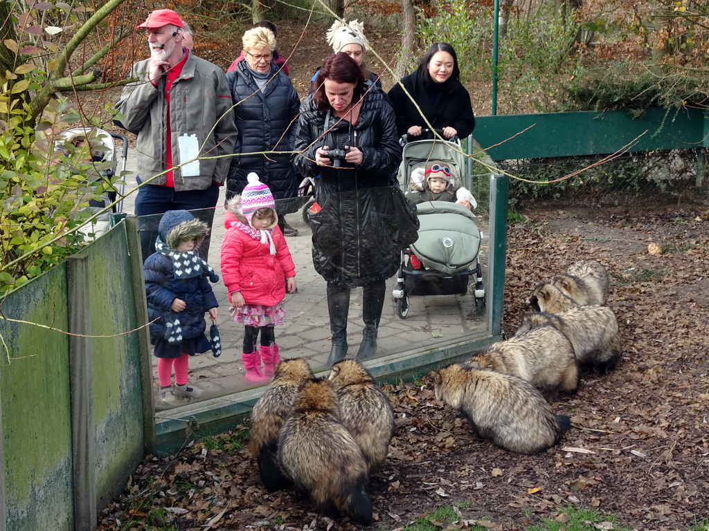 Miaomiao and Max with Raccoon Dogs at the Dierenrijk zoo, during the `Toer de Voer` tour