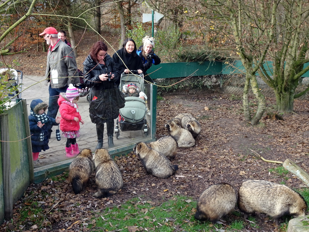 Miaomiao and Max with Raccoon Dogs at the Dierenrijk zoo, during the `Toer de Voer` tour