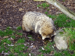 Raccoon Dog at the Dierenrijk zoo, during the `Toer de Voer` tour