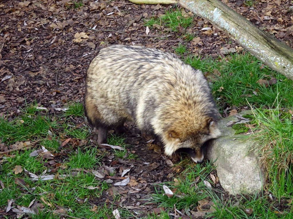 Raccoon Dog at the Dierenrijk zoo, during the `Toer de Voer` tour