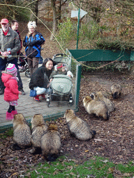 Miaomiao and Max with Raccoon Dogs at the Dierenrijk zoo, during the `Toer de Voer` tour