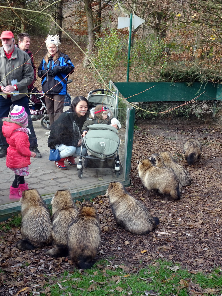 Miaomiao and Max with Raccoon Dogs at the Dierenrijk zoo, during the `Toer de Voer` tour