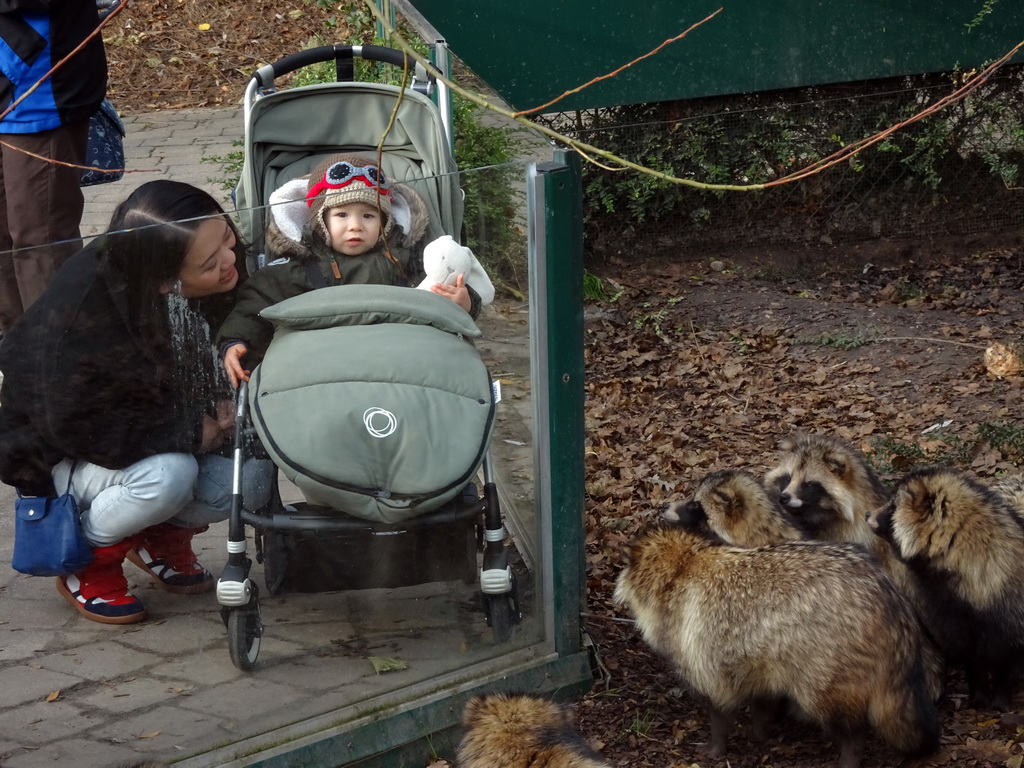 Miaomiao and Max with Raccoon Dogs at the Dierenrijk zoo, during the `Toer de Voer` tour