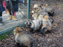 Raccoon Dogs at the Dierenrijk zoo, during the `Toer de Voer` tour