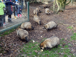 Raccoon Dogs at the Dierenrijk zoo, during the `Toer de Voer` tour