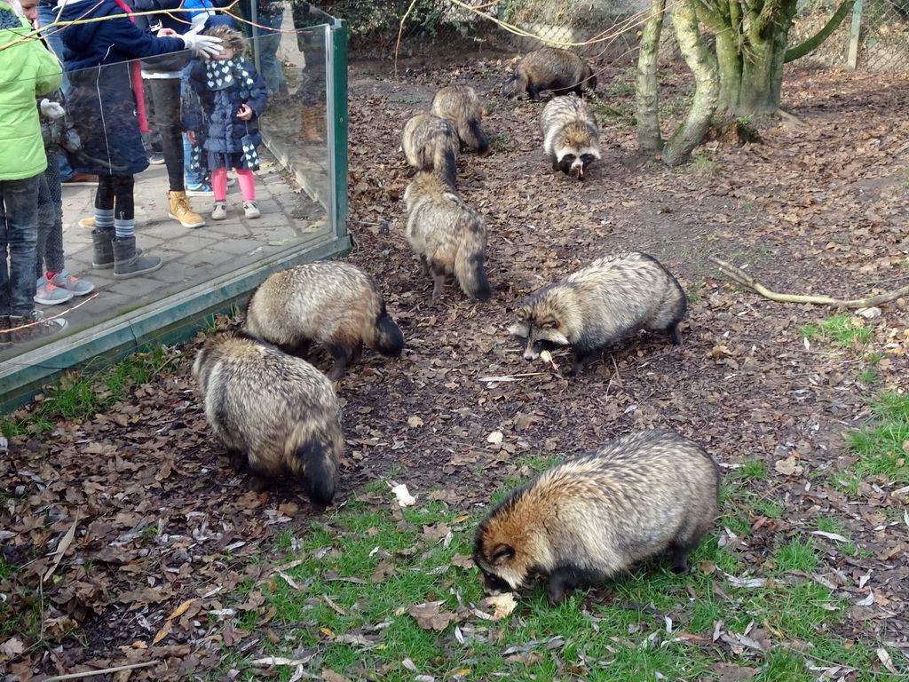 Raccoon Dogs at the Dierenrijk zoo, during the `Toer de Voer` tour