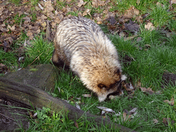 Raccoon Dog at the Dierenrijk zoo, during the `Toer de Voer` tour
