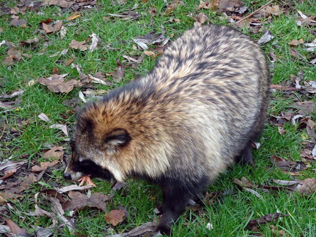 Raccoon Dog at the Dierenrijk zoo, during the `Toer de Voer` tour