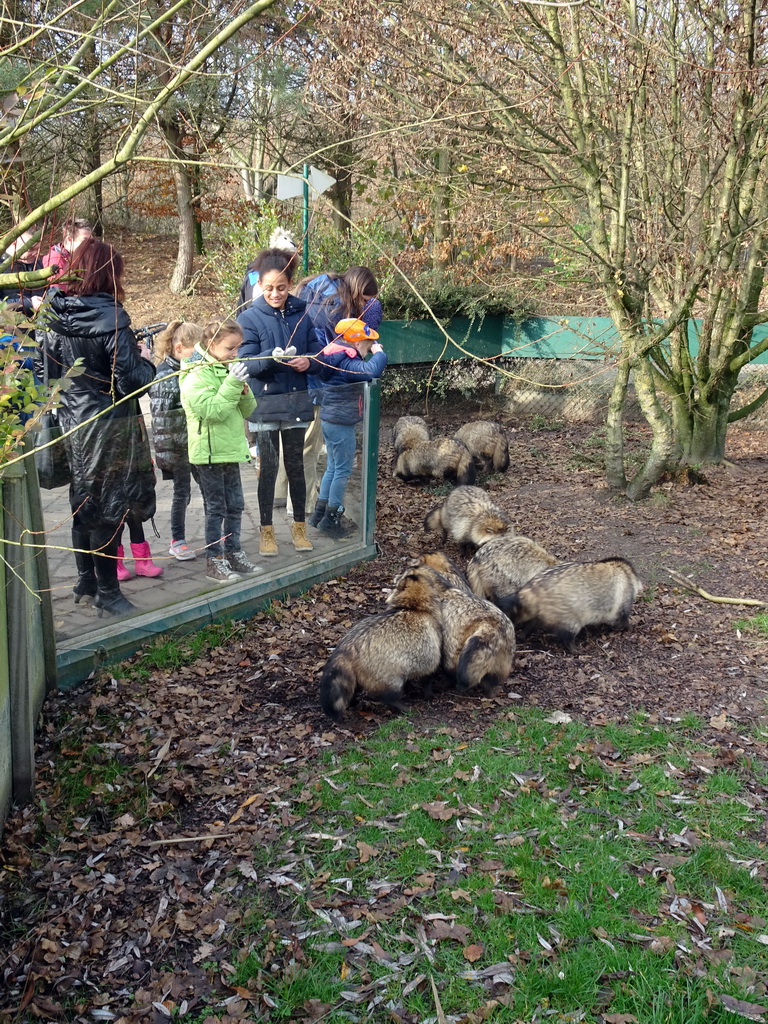 Raccoon Dogs at the Dierenrijk zoo, during the `Toer de Voer` tour