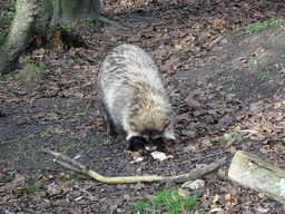 Raccoon Dog at the Dierenrijk zoo, during the `Toer de Voer` tour