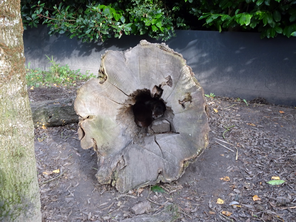 Tree trunk with Oriental Small-Clawed Otters at the Dierenrijk zoo