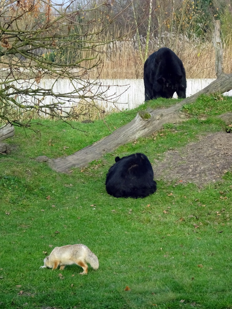 Asian Black Bears and a Corsac Fox at the Dierenrijk zoo