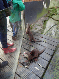 Oriental Small-Clawed Otters at the Dierenrijk zoo