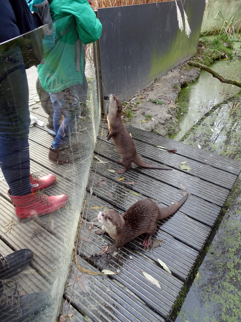 Oriental Small-Clawed Otters at the Dierenrijk zoo