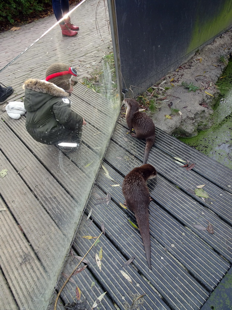 Max with Oriental Small-Clawed Otters at the Dierenrijk zoo