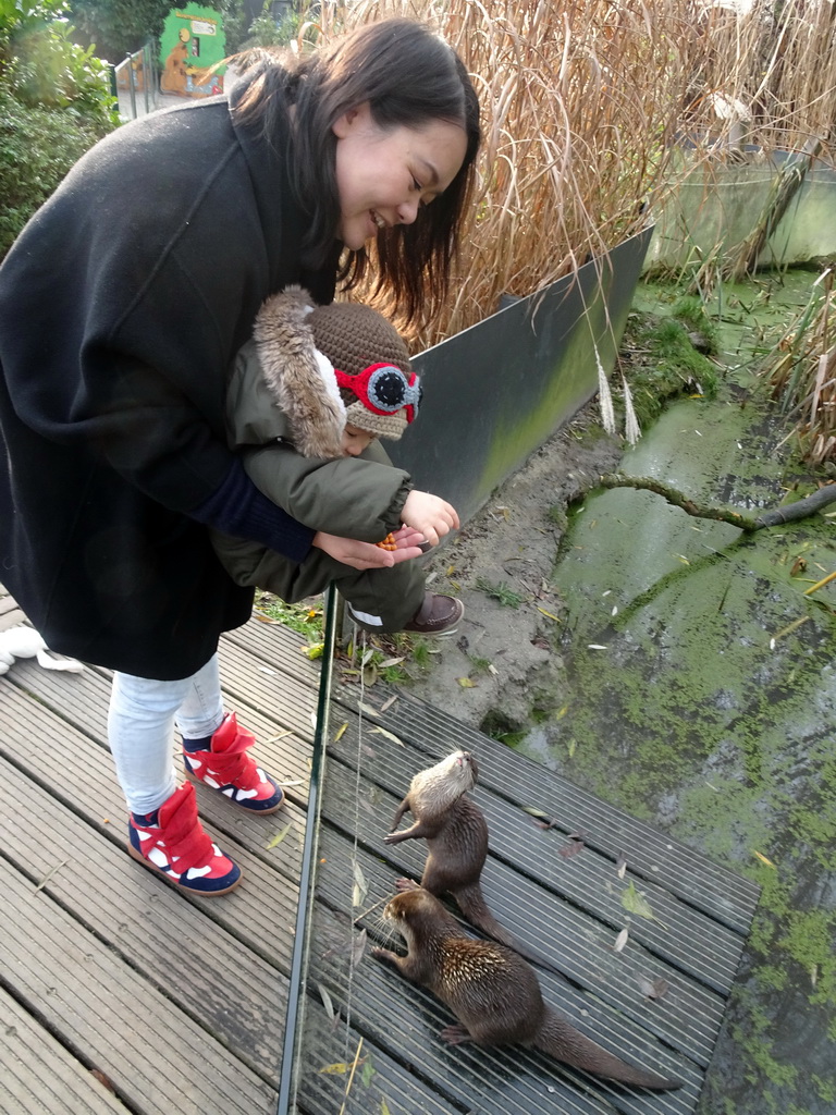 Miaomiao and Max feeding Oriental Small-Clawed Otters at the Dierenrijk zoo
