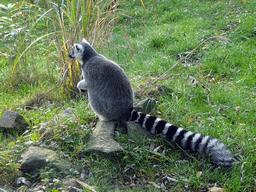 Ring-tailed Lemur at the Dierenrijk zoo