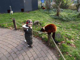 Max with Ring-tailed Lemurs and Red Ruffed Lemurs at the Dierenrijk zoo