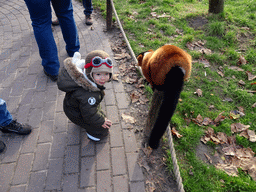 Max with a Red Ruffed Lemur at the Dierenrijk zoo