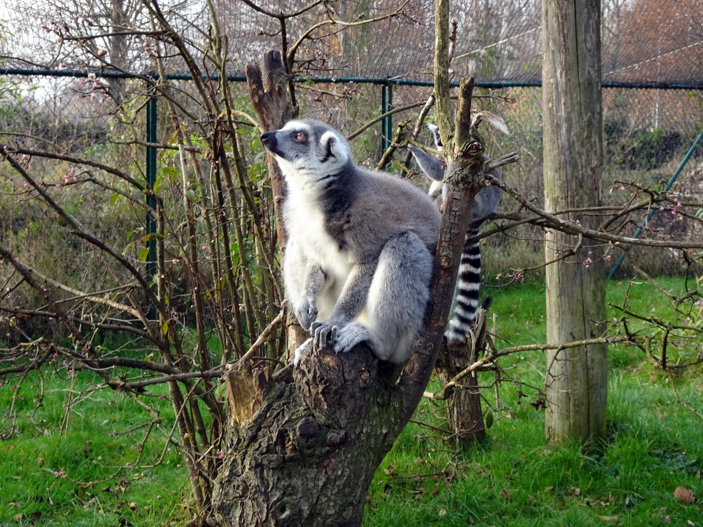 Ring-tailed Lemurs at the Dierenrijk zoo