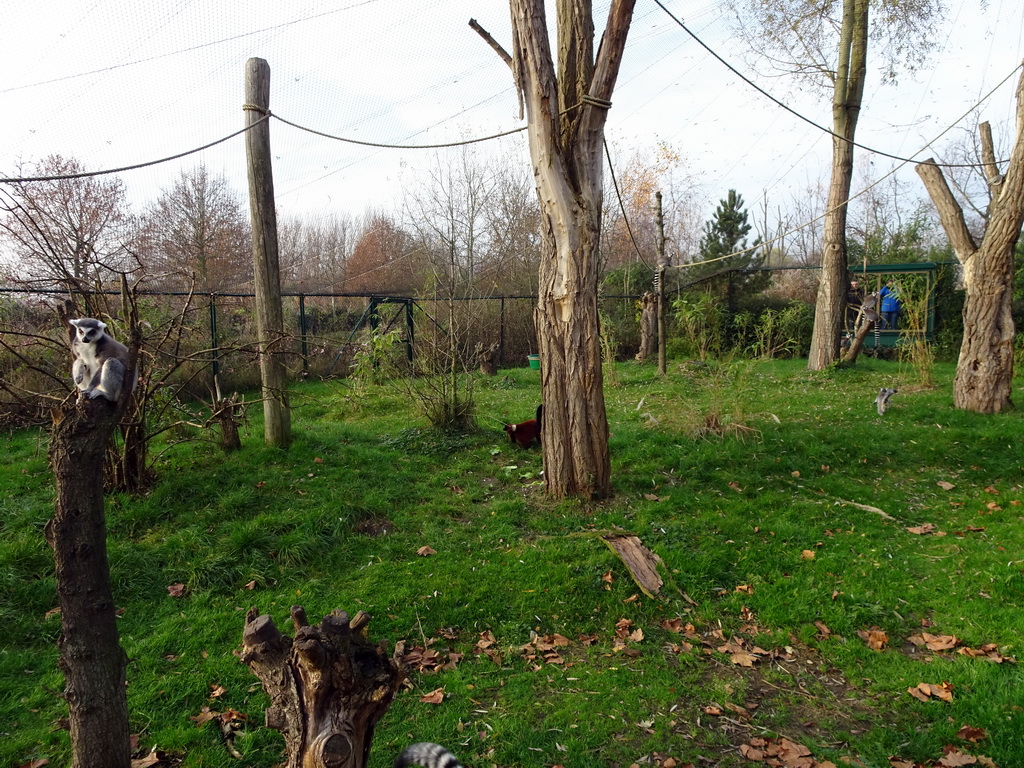 Ring-tailed Lemurs at the Dierenrijk zoo