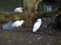 Birds at the Dierenrijk zoo