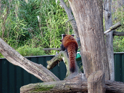 Red Panda at the Dierenrijk zoo