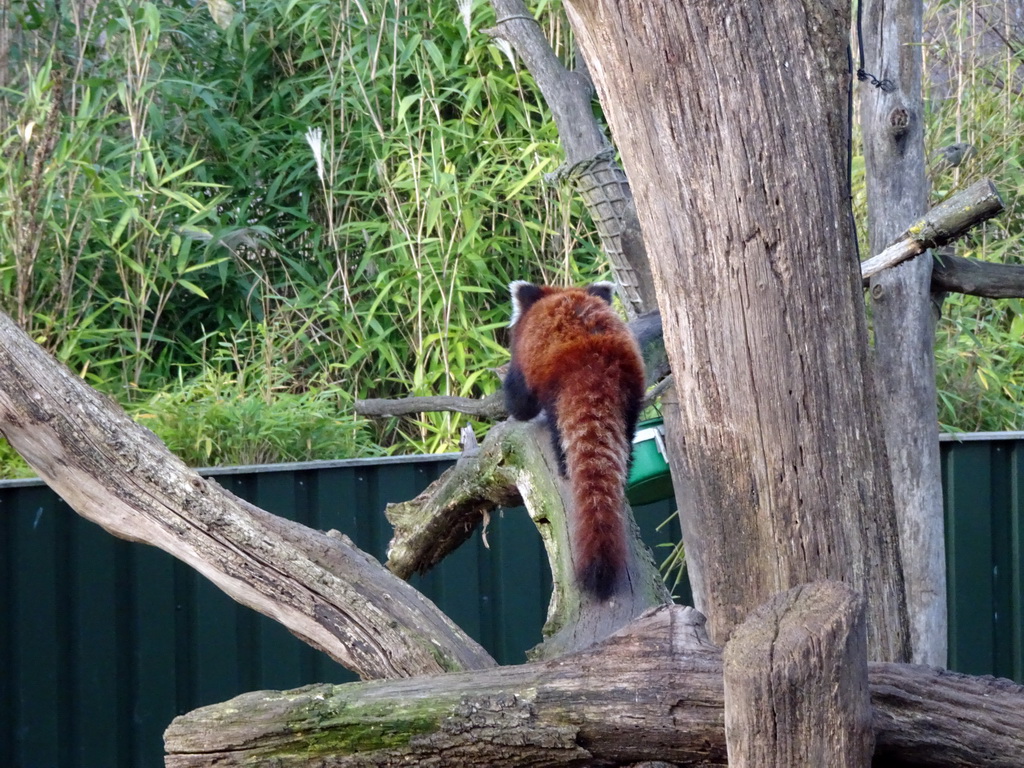 Red Panda at the Dierenrijk zoo