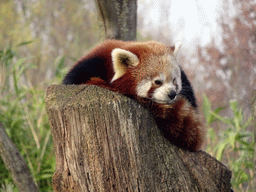 Red Panda at the Dierenrijk zoo