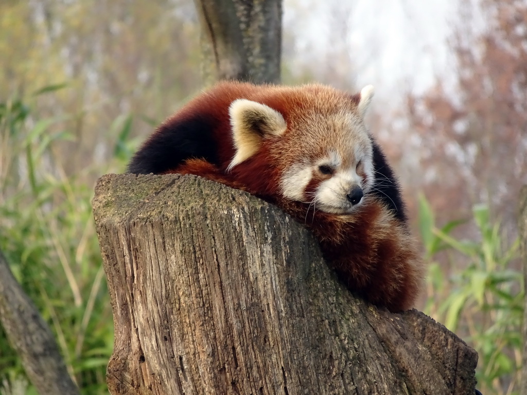 Red Panda at the Dierenrijk zoo