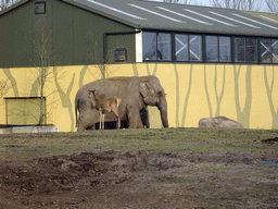 Asian Elephants and Chital in front of the Olifantenstal stable at the Dierenrijk zoo