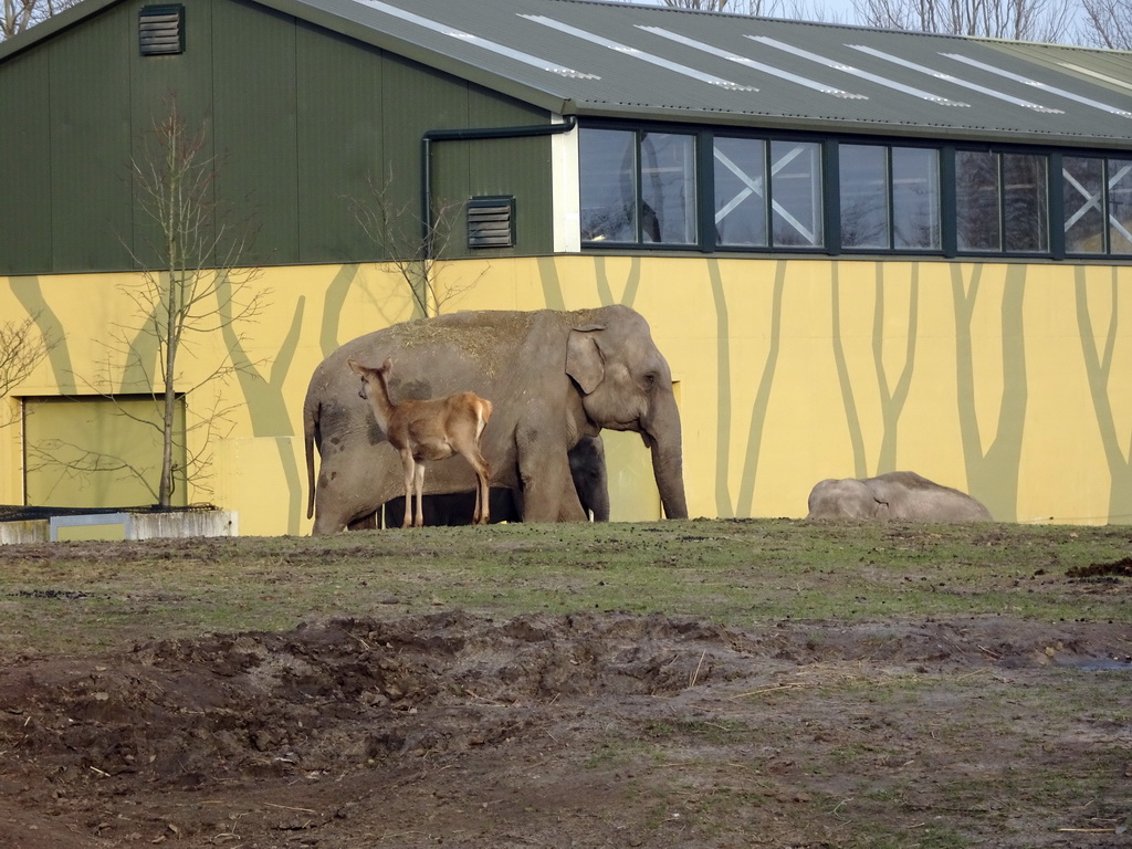 Asian Elephants and Chital in front of the Olifantenstal stable at the Dierenrijk zoo